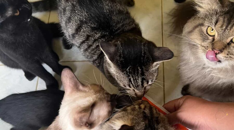 benefits of having a cat