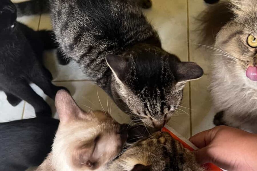 benefits of having a cat